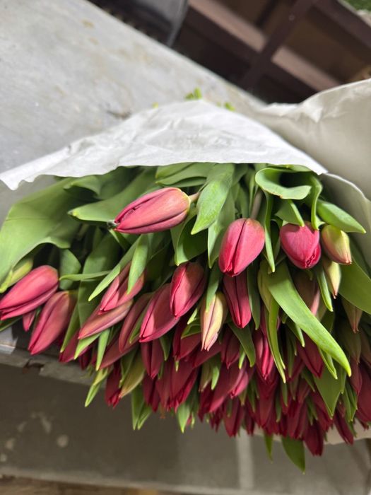 Тюльпаны цветы астана оптом