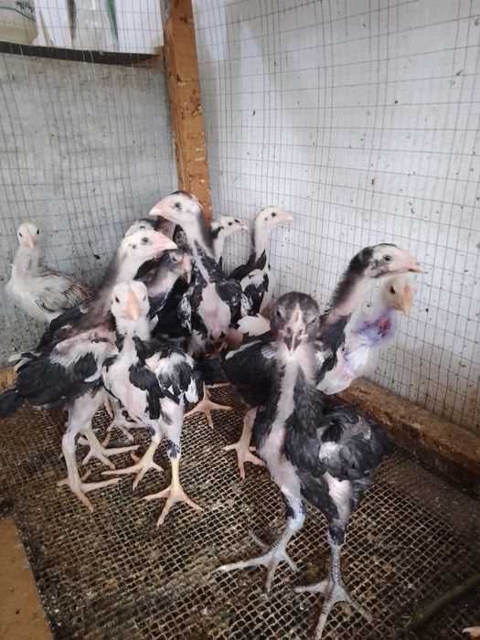 Цыплята и яйца чистокровных О Шамо и Ганой