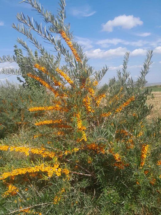 Vand catina congelata