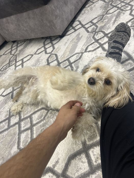 Мальтипу помесь с пудель мальчик