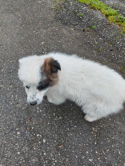 3 кученца търсят нов дом