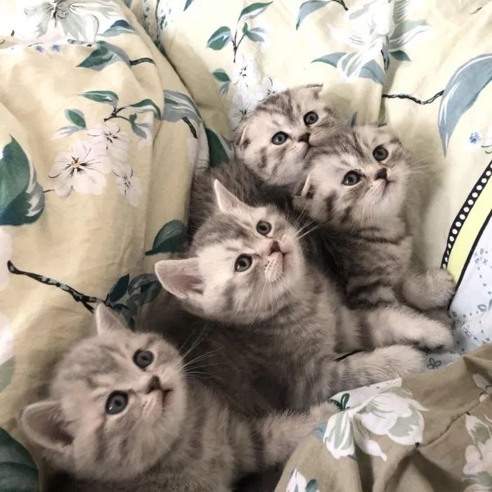 Котята Скоттиш Фолд и Страйт
