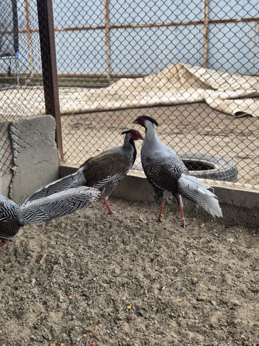 Серебряные фазаны