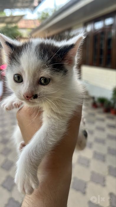 Продаётся котенок