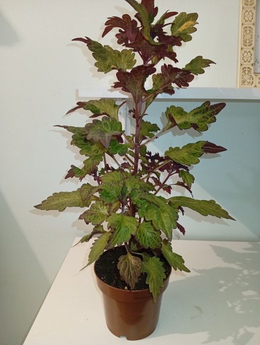 Колеус 2500 тенге