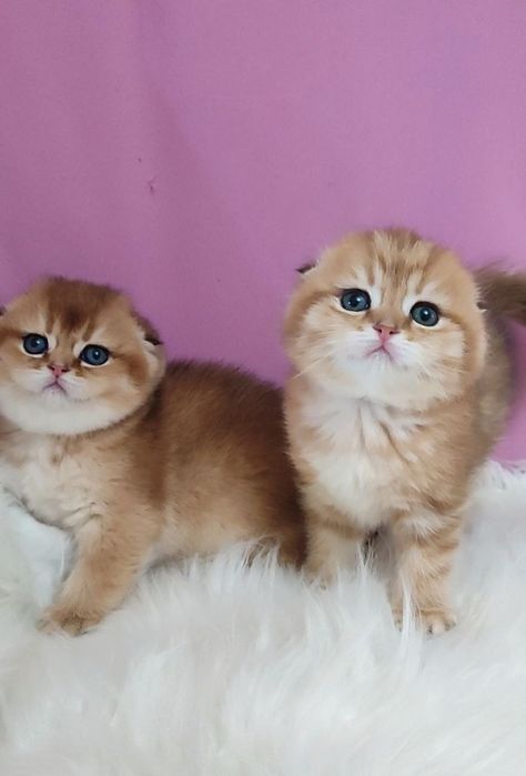 Скотиш фолд золотая шиншилла