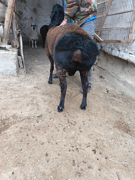 Кузи кучкор сотилади