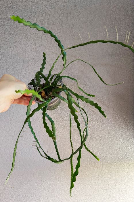 Peperomia hope, суккуленты