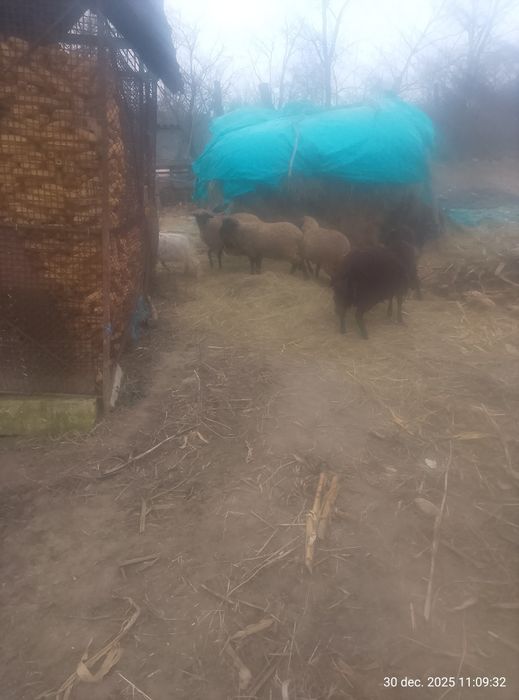 Miei și iezi de vanzare