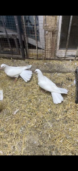 Голуби. Белые ширакохвостые