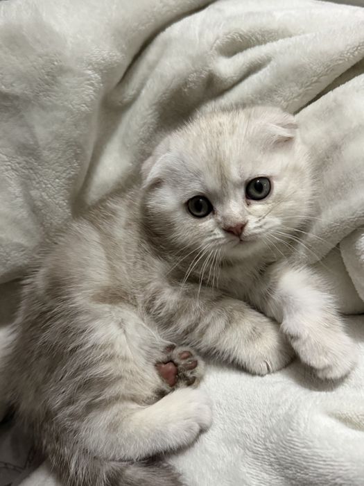 Котята Мама Шотланка , Папа Вислоухий