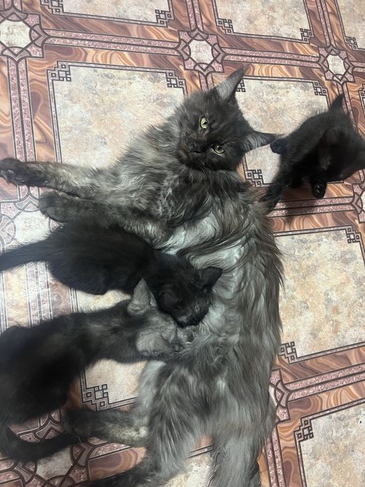 Котята майкун мальчики и девочки