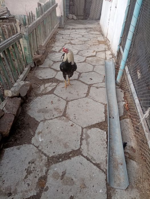 Срочно продам дакан