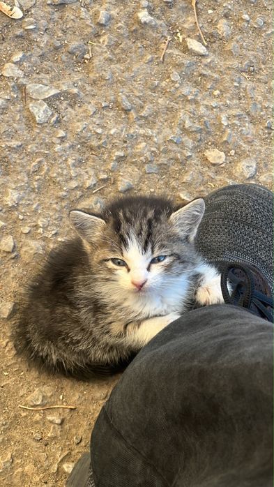 Котенок в добрые руки