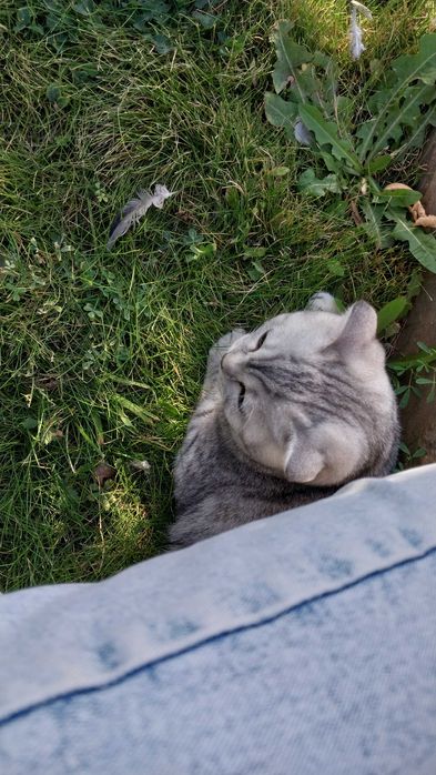 продаётся породистый кот