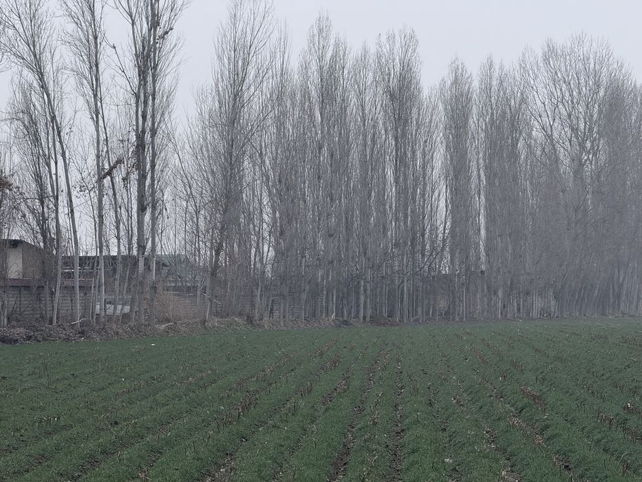 Тераклар сотилади оптом | Terak sotiladi