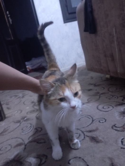 Xadyga omad mushugi qiz