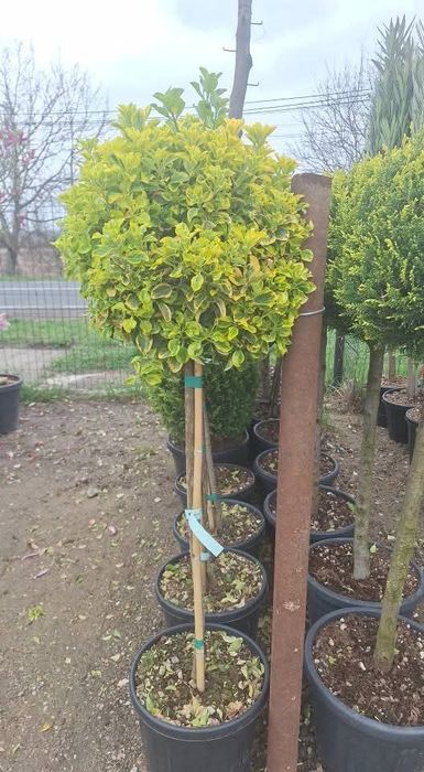 Amenajări grădini de la A la Z gazon si plante ornamentale