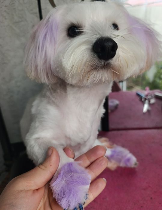 Tuns catei talie mica