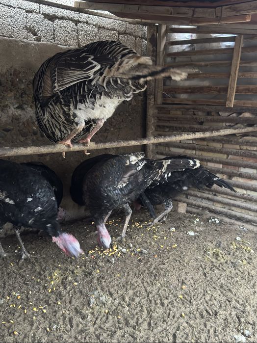 Хороз куркалар