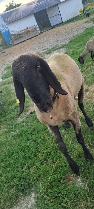 Berbec carabaș tânăr