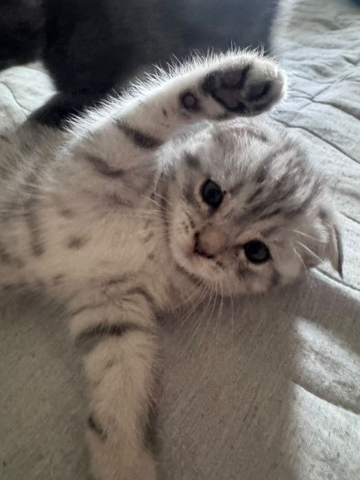 Вислоухие котята