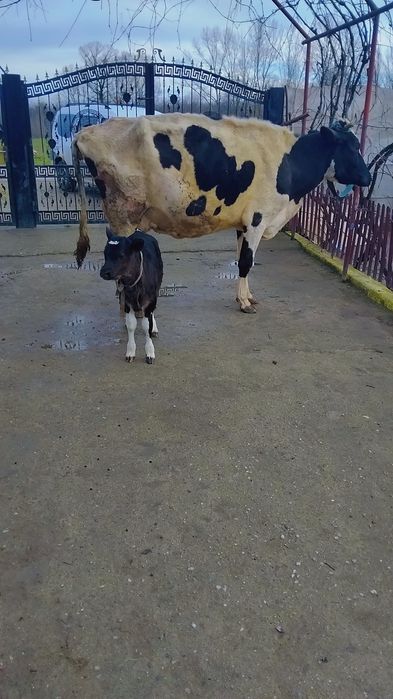 Vând vaca cu vitel