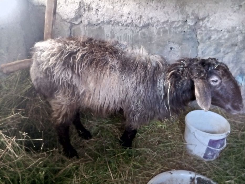 Продам Қошқар Сатылады