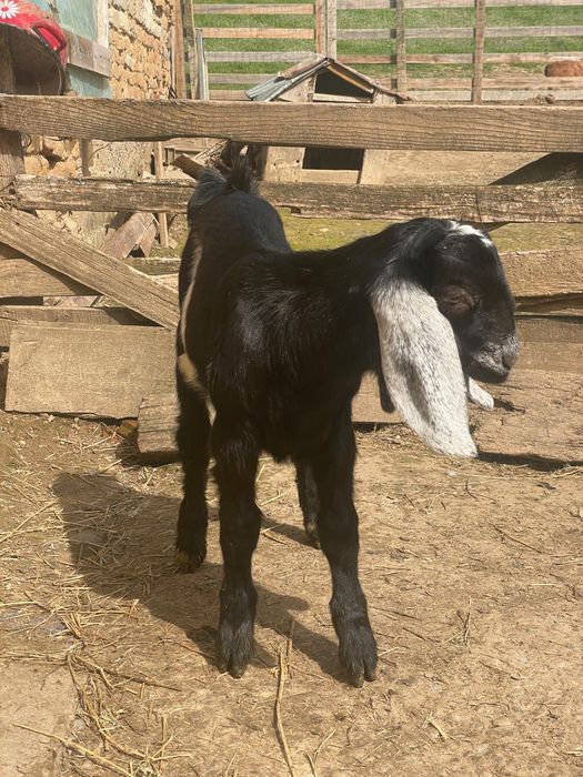 De vanzare tap tanar anglo nubian