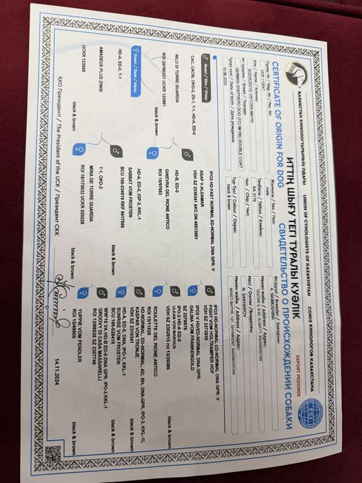 Мухтар готов для вязки