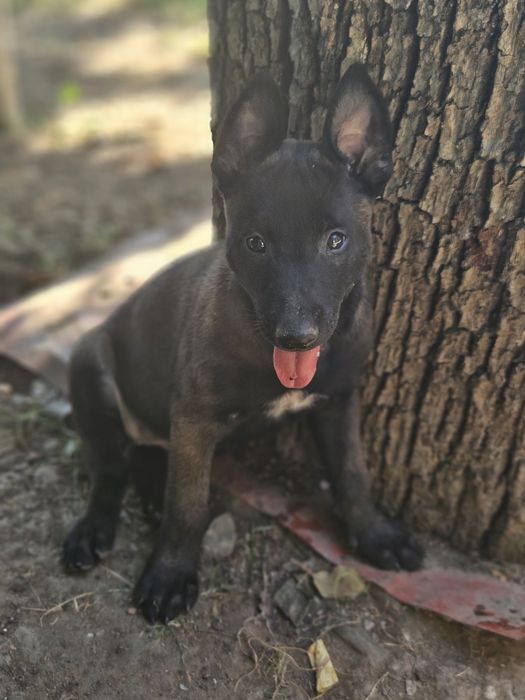 Ciobanesc belgian malinois