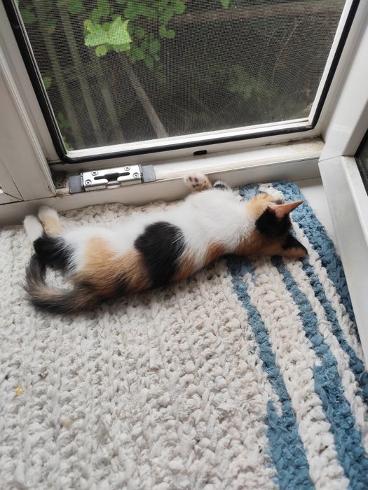 Отдадим котят в добрые руки