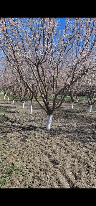 Tayyor biznes va katta maydonga ega koʻchmas mulk sotiladi