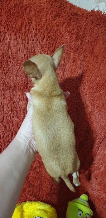 Щенок чихуахуа мальчик