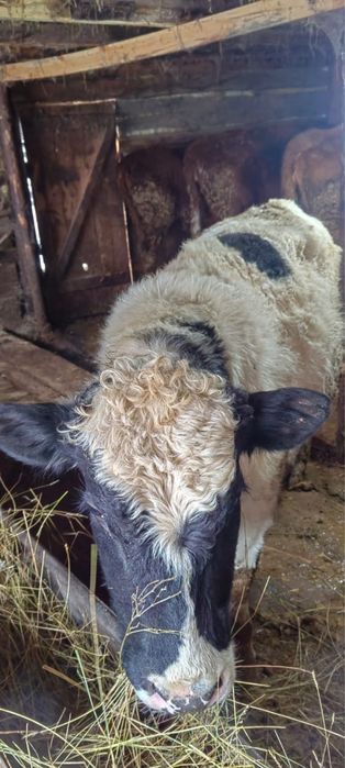 Сиыр бука сатылады