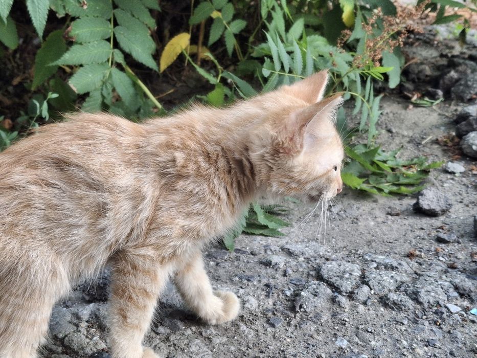 Отдам котят (мальчики)