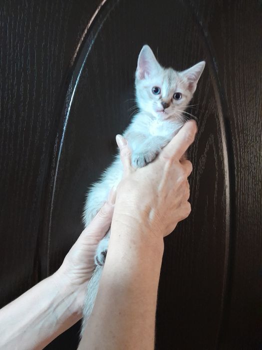 Маскарадная кошка