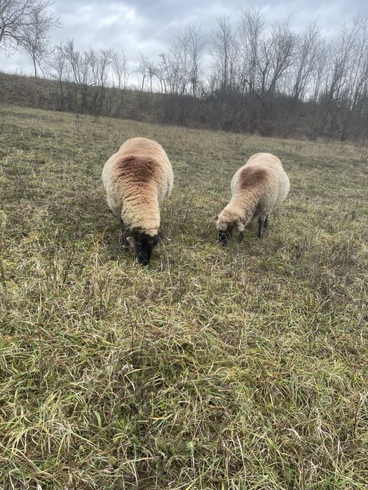 Vand oi si capre diferite rase