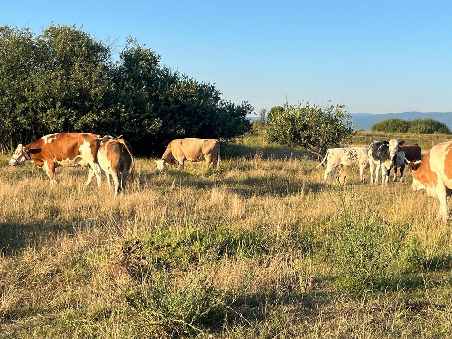 Vând  25 vaci- Balțată Româneasca