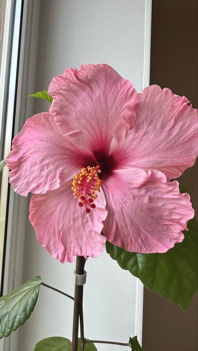 Гибискус, Аглаонема Фридман, Хойя