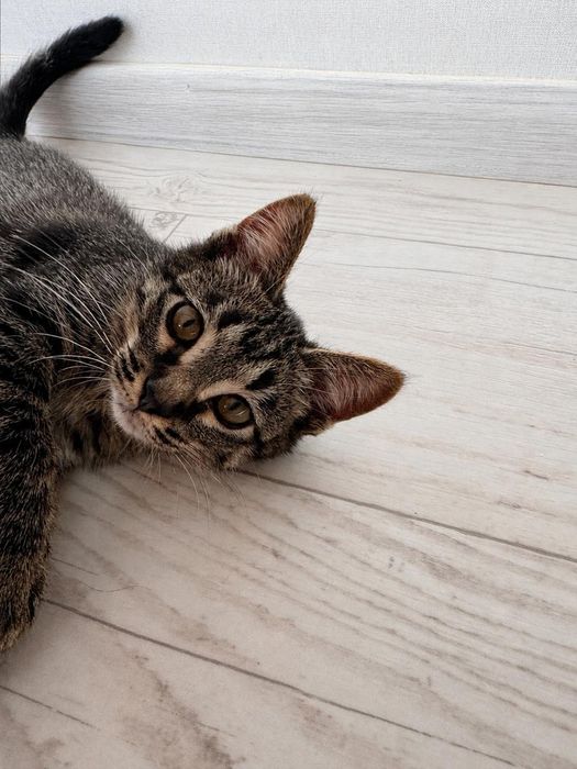 Котёнок мальчик в добрые руки
