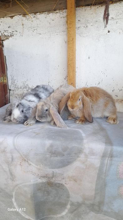 Femele berbec german