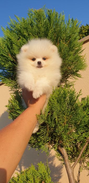 Померан померанче