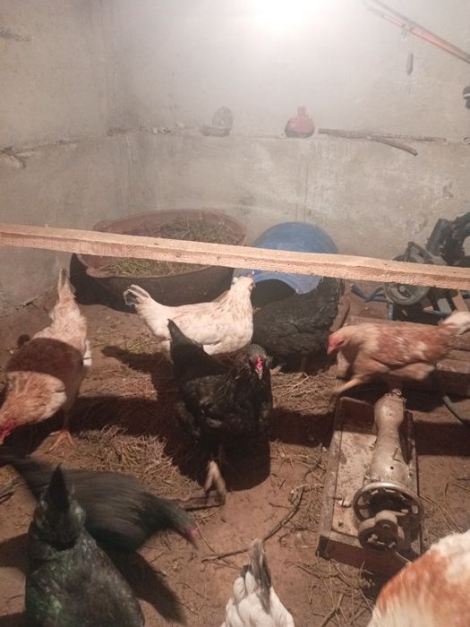 Тауық Қораз Семья