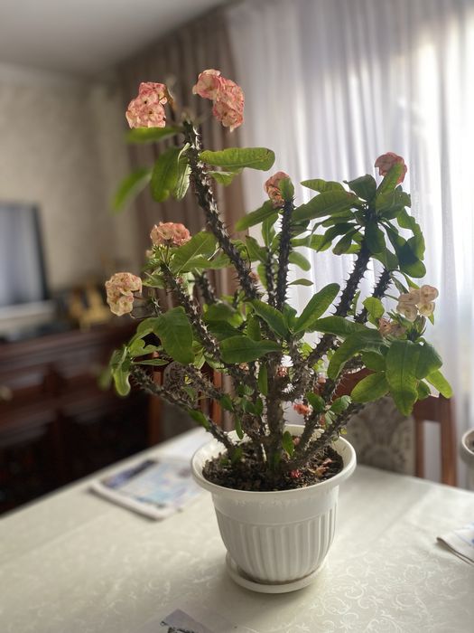 Продам цветы очень красивые