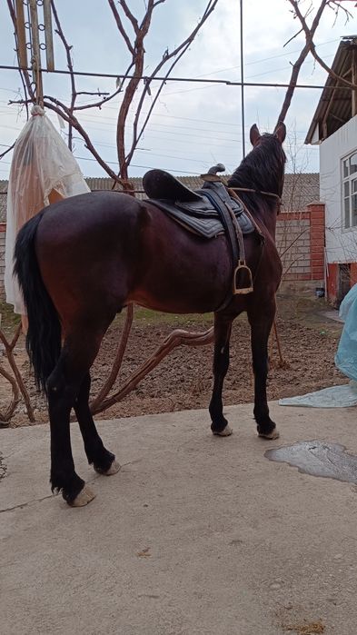 От сотилади 7 еш