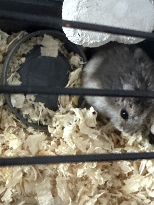 Хомяк серенькая девочка