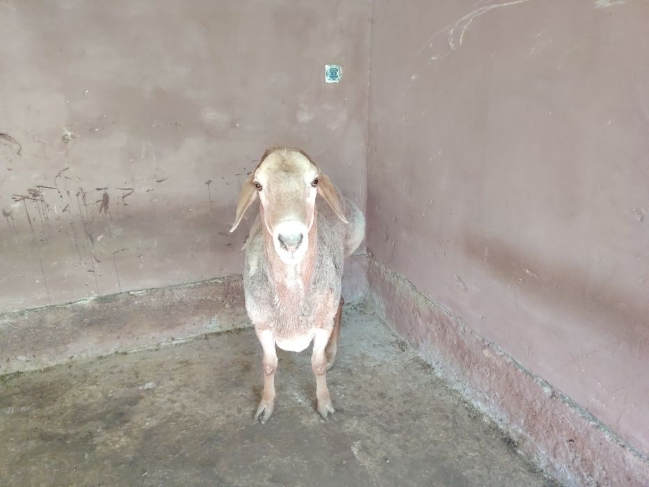 Қошқар сатылады пародалы