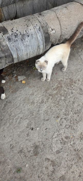 Кот ищет свой дом