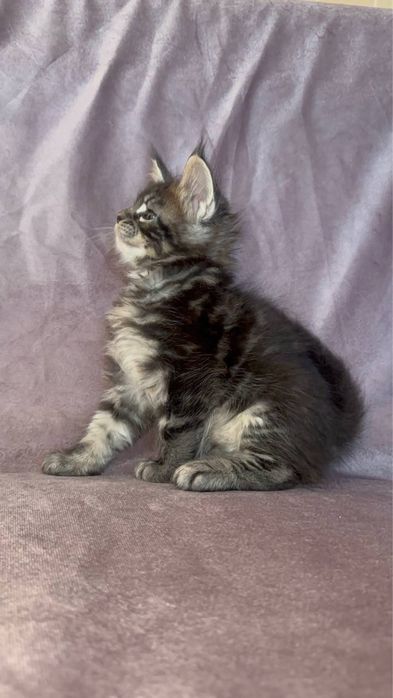 Продаются мейн куны из питомника